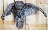 Vintage Taxidermy Flying Owl Wall Mount