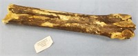 Fossilized leg bone 9"               (N 105)