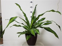 Live - Dracaena Fragrans Potted Plant