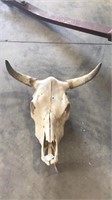 Cow Skull, 20” spread tip to tip