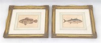Antique Fish Prints - 9 1/2" x 11 1/2"