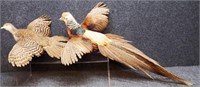 (2) Golden Pheasant Birds Taxidermy Mounts