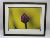 FRAMED PRINT "CHIVE" BY MARGOT METCALFE