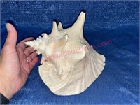 Large conch seashell