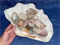 Large seashell w/ small shells