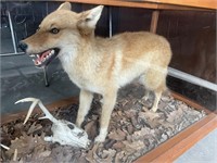 Full Body Coyote Mount in Glass Case