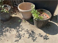 3 LARGE FLOWER POTS WITH ROSES AND OTHER MISC PLAN