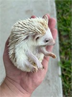 Baby Hedgehog (Female)