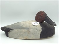 Unknown Midwest Canvasback
