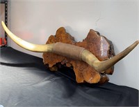 Mounted bull horn on redwood burl