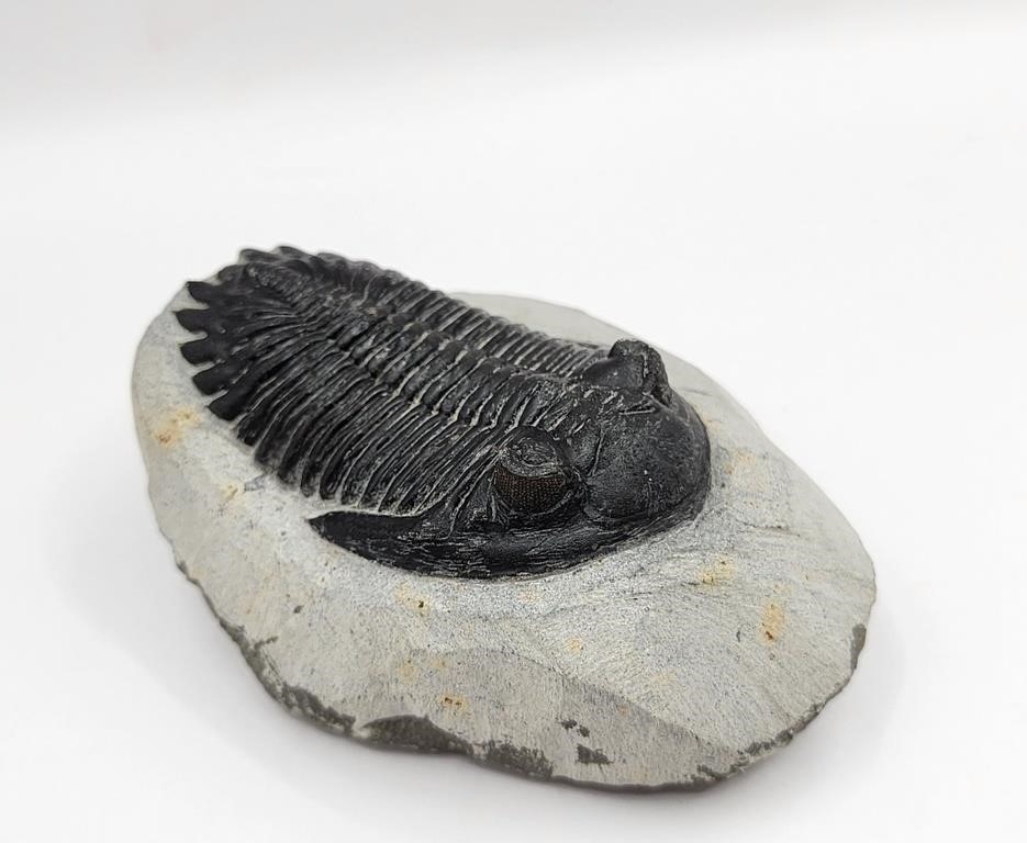 Hollardops Trilobite from Morocco