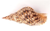 Gorgeous Fourteen Inch Long Triton Sea Shell