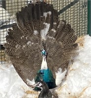 Male-India Blue Silver Pied x IB White Peacock-23'