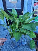 Hosta Plant