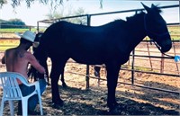 Black Bart - 16 year old  black John Mule