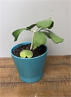 Hoya Kerrii Fuzzy plant in pot.
