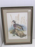 Framed limited edition print of the Wood Duck