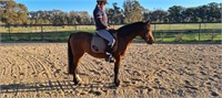 (VIC) LEO - RIDING PONY X GELDING