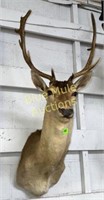 Texas Fallow deer mount