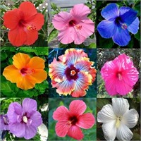 100+Seeds Hibiscus Asst. Color Flowers