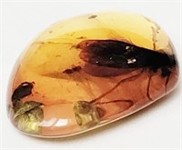 145-66 Million Year old insect trapped in amber