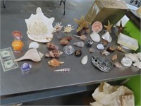Collection (40) Unique Seashells NICE $$