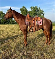 SB Gavilan Topsail - 2008 Red Roan AQHA Gelding