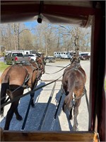 Hank Bay Horse Mule