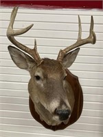 DEER MOUNT 7 POINTS W/ ONE BROKE OFF