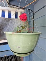 Hanging Potted Plant