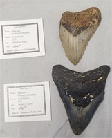 Megalodon Teeth with COA's 3" & 3.5"