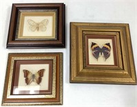 Three Real Butterflies in Shadow Boxes