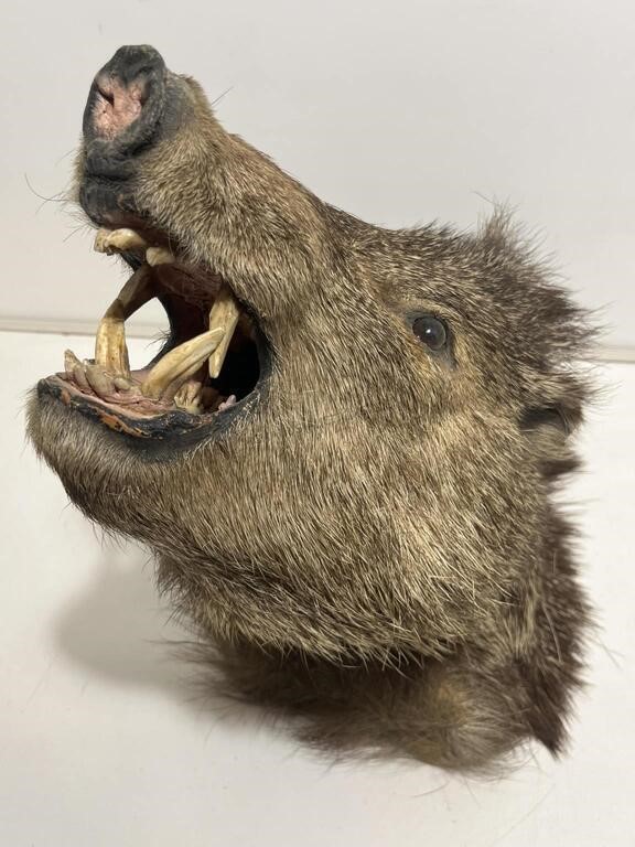 Taxidermy Boar/Peccary Head - approx. 2ft long