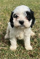 Female#2-Cockapoo Puppy-Born April 28, 2024