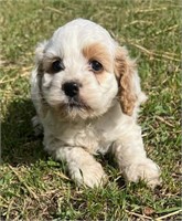 Female-Cockapoo Puppy-Born April 28, 2024