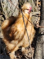 Rooster-Buff Silkie-1 year