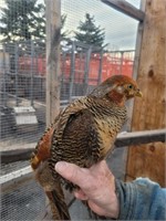 Male-Red Golden Pheasant- 2023 hatch