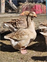 Pair-Buff Dewlap Tolouse Geese-1year, laying now