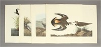4 Vintage J.J. Audubon Animal Prints