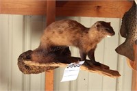 Mink on Log Full Mount