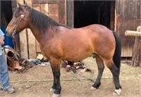 Albert - bay mustang pony standing 13.2