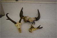 Bison & Antelope Skulls