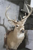 11 POINT WHITE TAIL DEET MOUNT -- AS IS