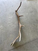 Elk shed