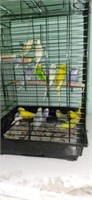14 Unsexed Budgies - 1 price for all 14!