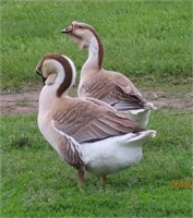 2 Hatching Eggs-SUPER DEWLAP AFRICAN GOOSE