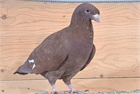 1female,2males-German Beauty Pigeons-Bonded laying