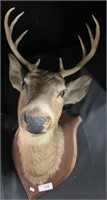 Taxidermy 8 Point Mounted Buck Deer.