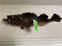 Mounted Fish - 24” Length