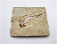 Scombeoculpea Fish Fossil from Lebanon 95 MYO